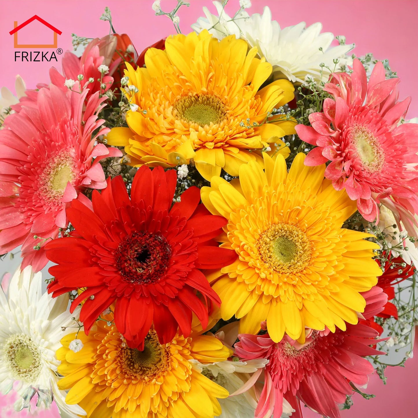 Frizka Gerbera Blossoms Flowers